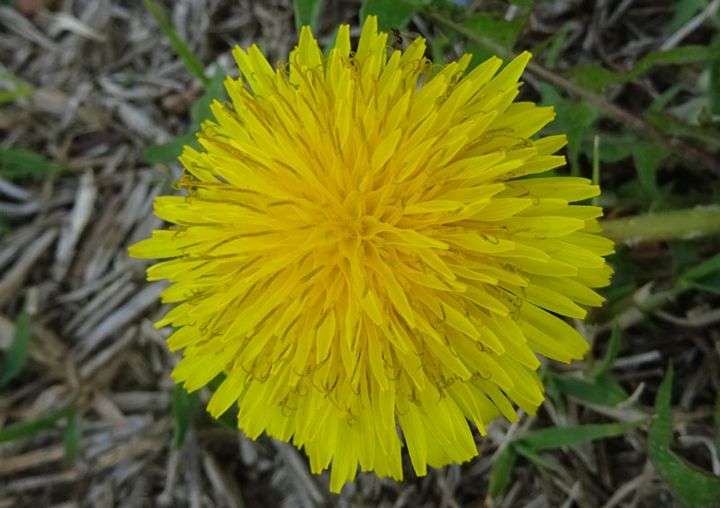 quale Asteraceae ?.....Taraxacum sp.